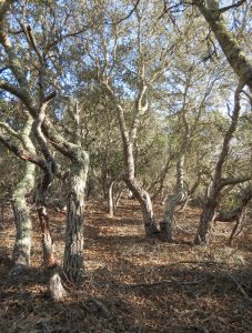 Live oak (Quercus agrifolia) forest at Burton Mesa. Photo by James Wapotich