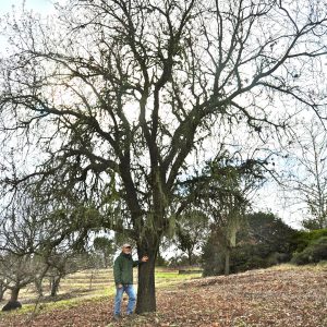 A valley oak, planted from a seedling 30 years ago. It was never given any supplemental water after the first year.