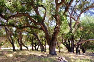 Photo of a group of oak trees providing shade. 