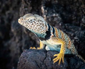 Photo of a collared lizard sitting on a rock. 