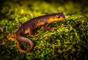 Photo of a California newt. Photo courtesy of the authors. 