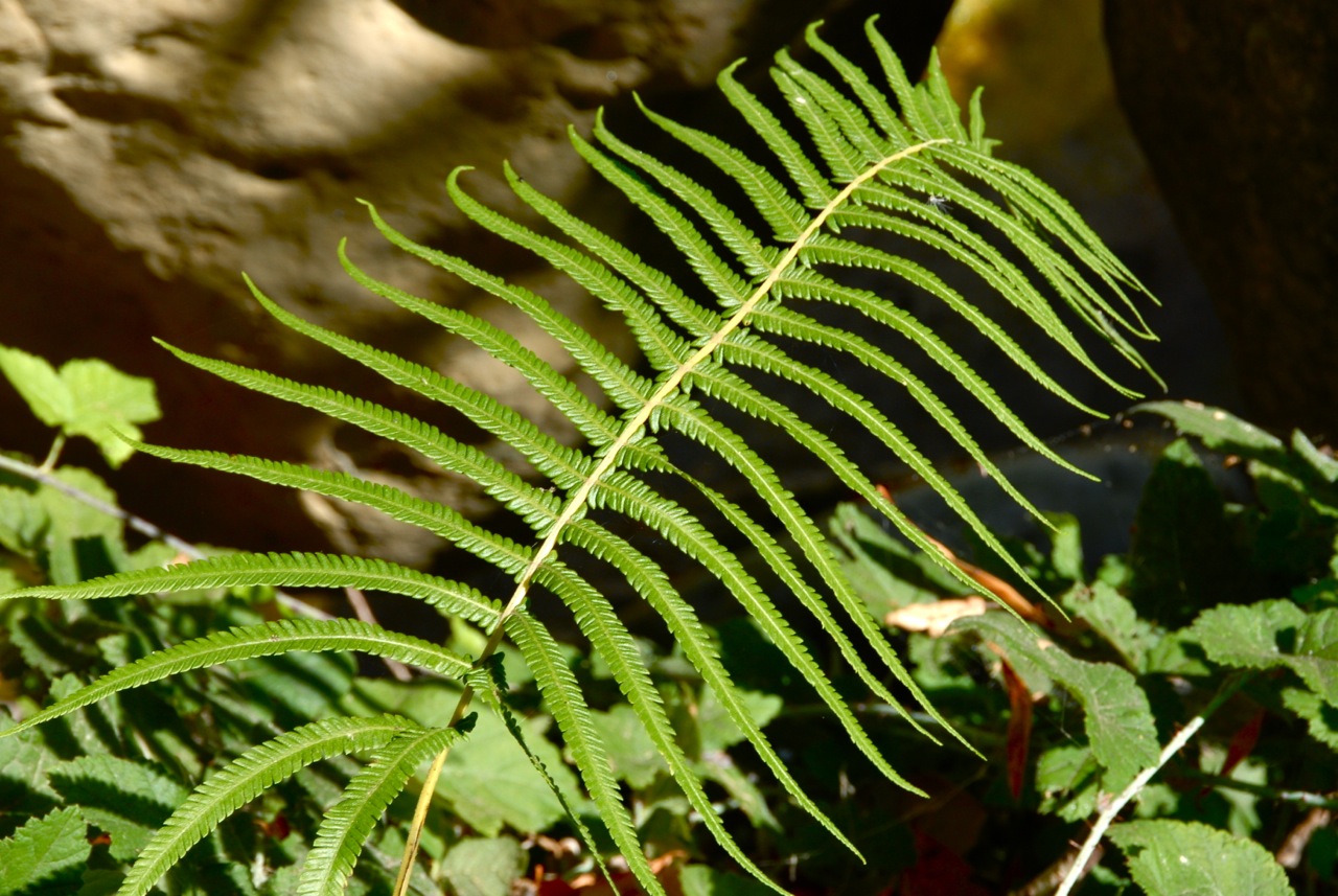 Sonoran maiden fern (Thelypteris puberula var. sonorensis), one of the County's rarest plants, is found at Arroyo Hondo. The nearest population to the south is in the San Gabriel Mountains. Photo credit: John Evarts