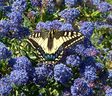 Swallowtail butterfly nectaring on a native ceanothus in flower. Photo credit: Mary Jane West-Delgado