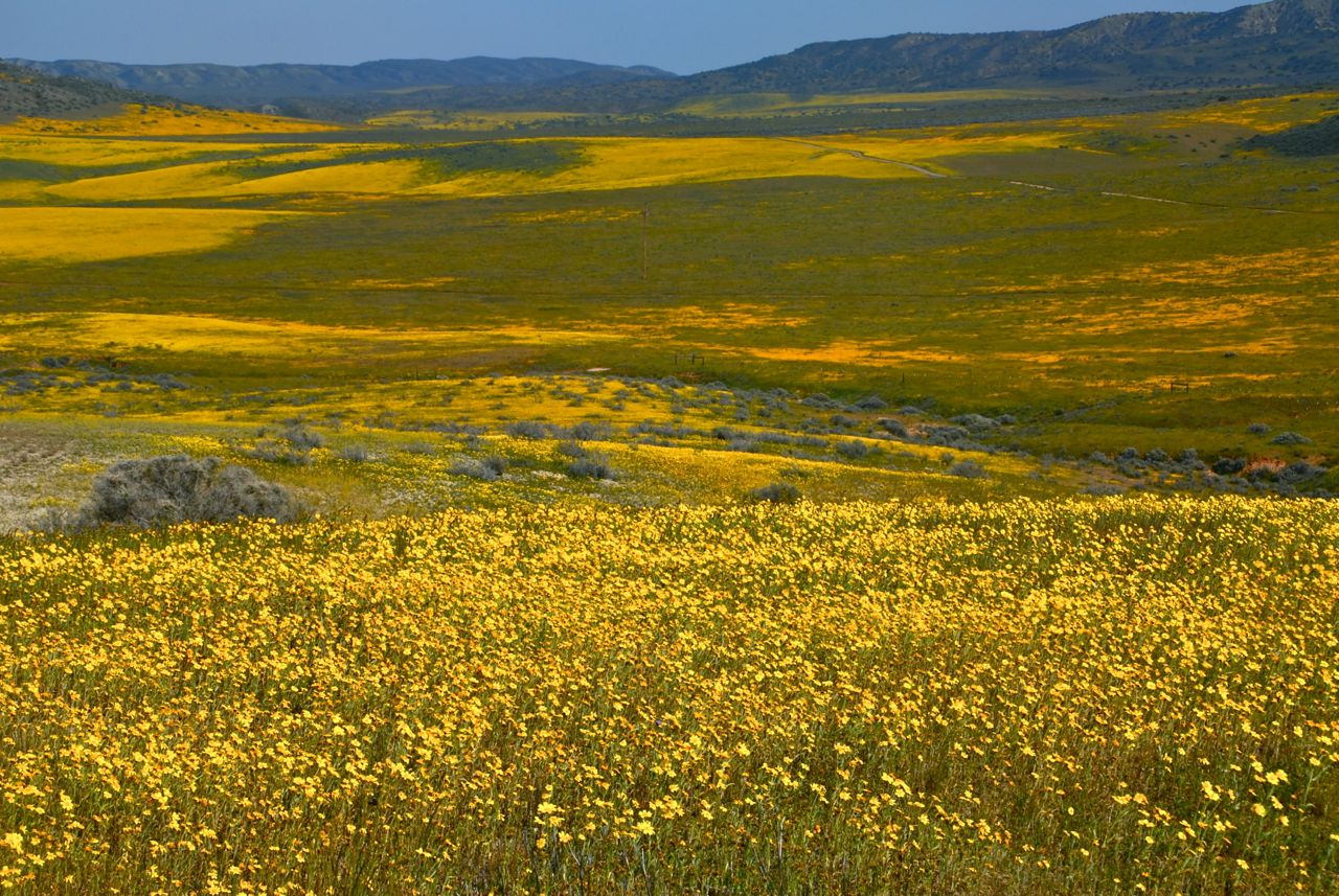 Carrizo Plain in spring. Photo: John Evarts