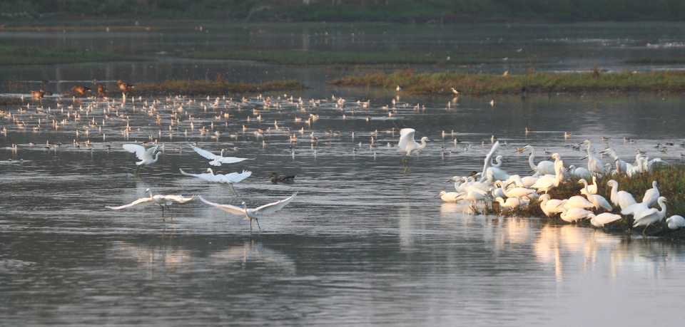 Egrets In Slough