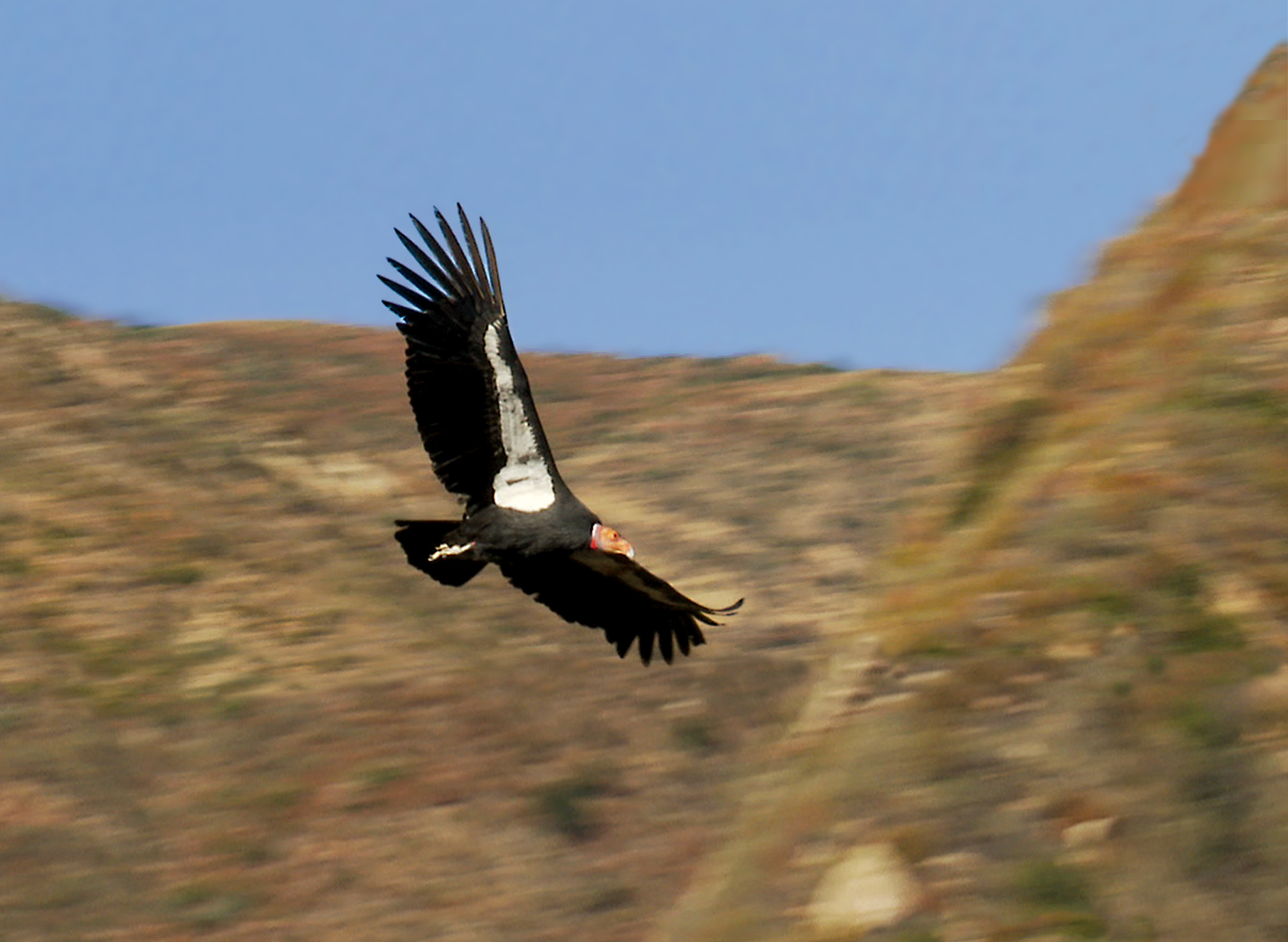Condor Soaring Condors Shadow Documentary 2