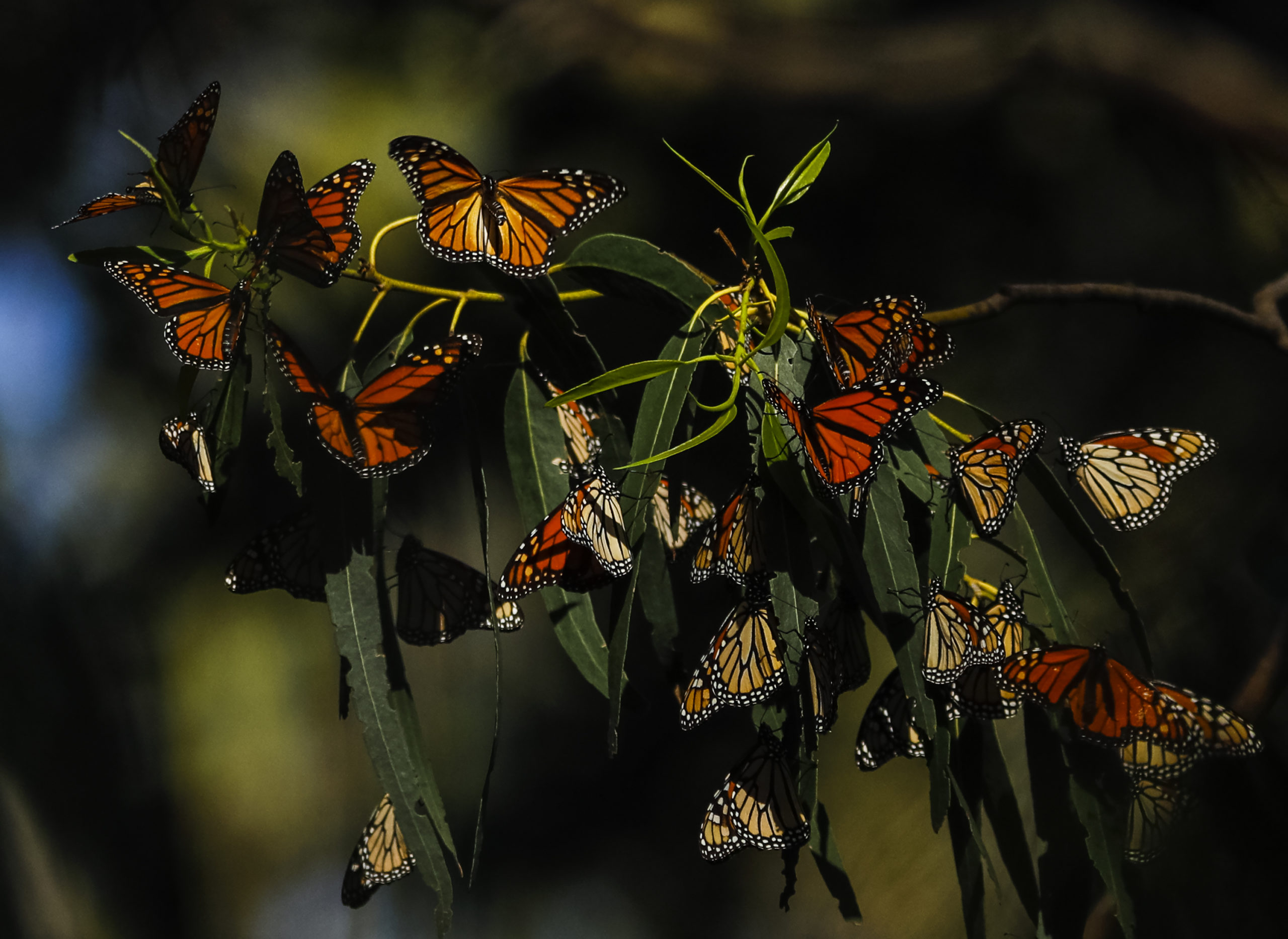 Butterflies051 Photo By Joe JohnstonThe Tribune Scaled