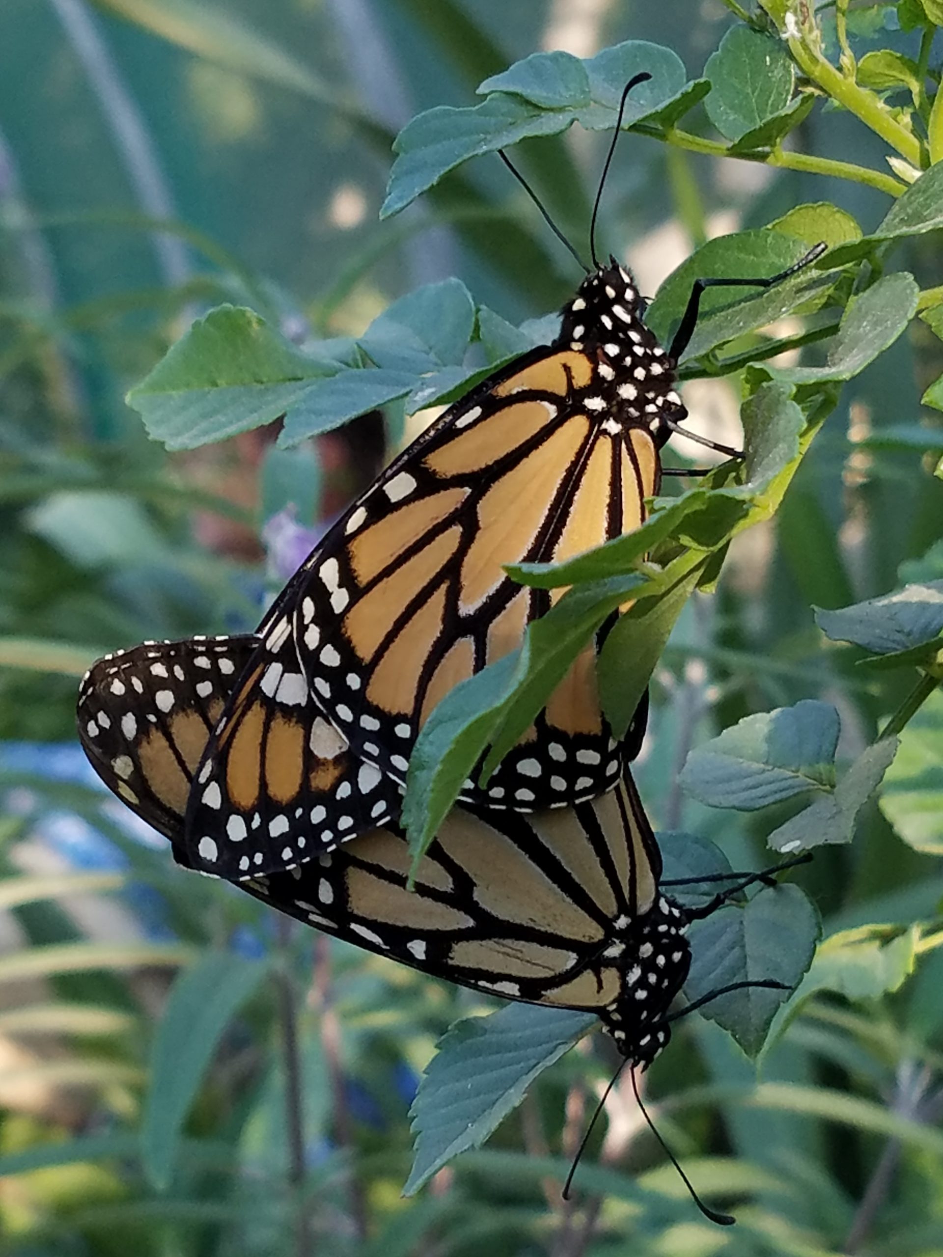 Monarch Butterflies 2 MSchlinger Scaled