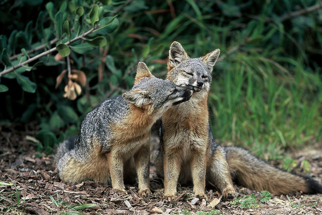 Island Foxes. Photo Courtesy Chuck Graham