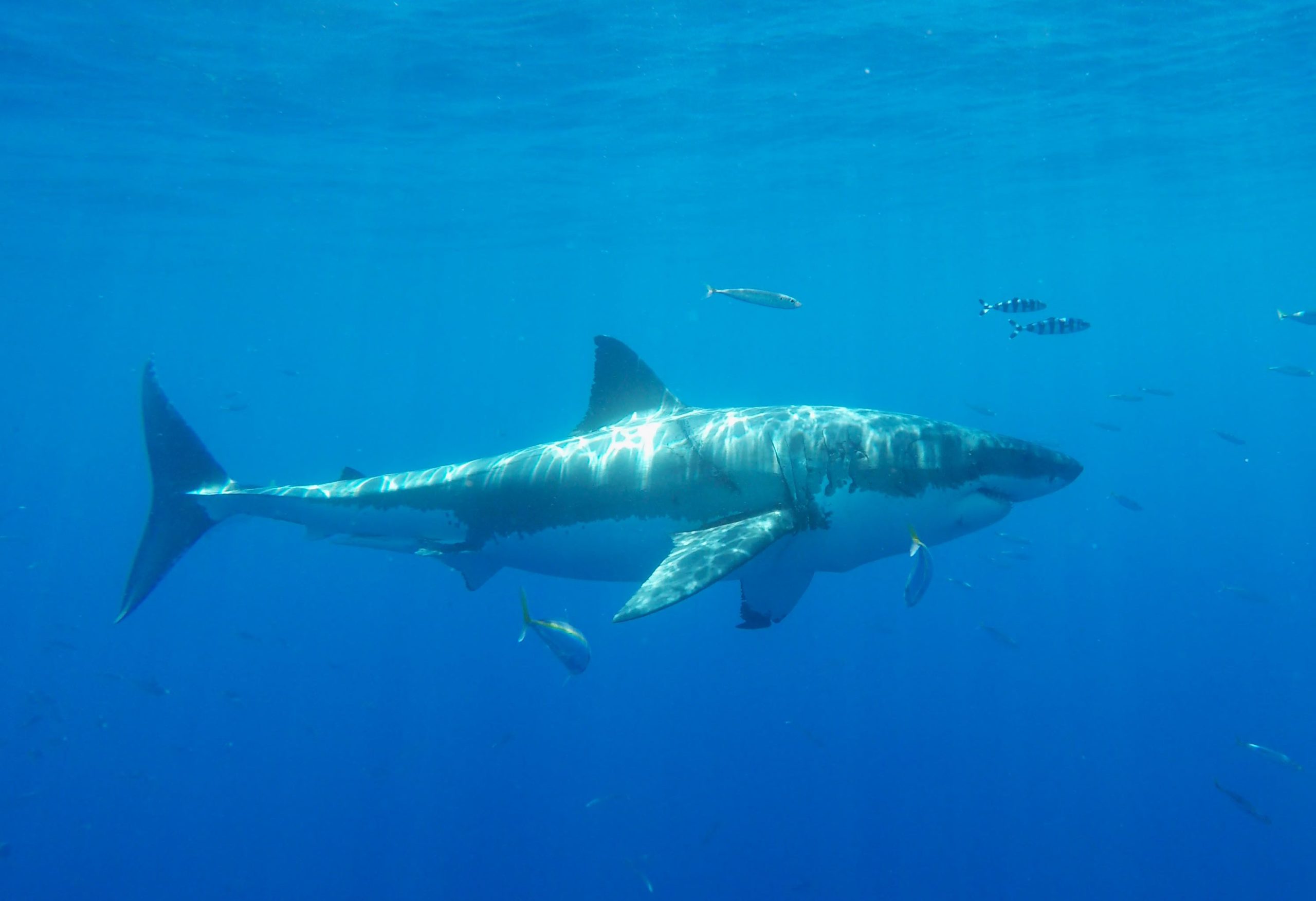 Great White Shark Courtesy Of CSULB Shark Lab E1526599928203 Scaled