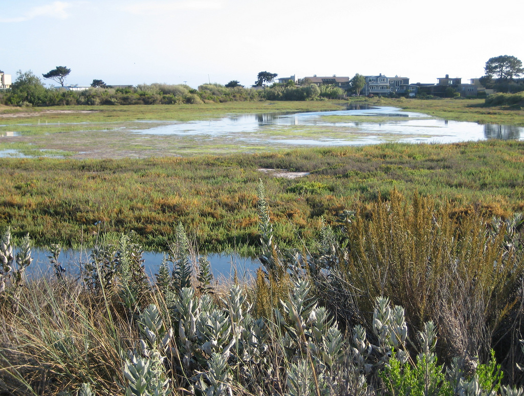 Carpinteria Salt Marsh By John Callender Wikimedia