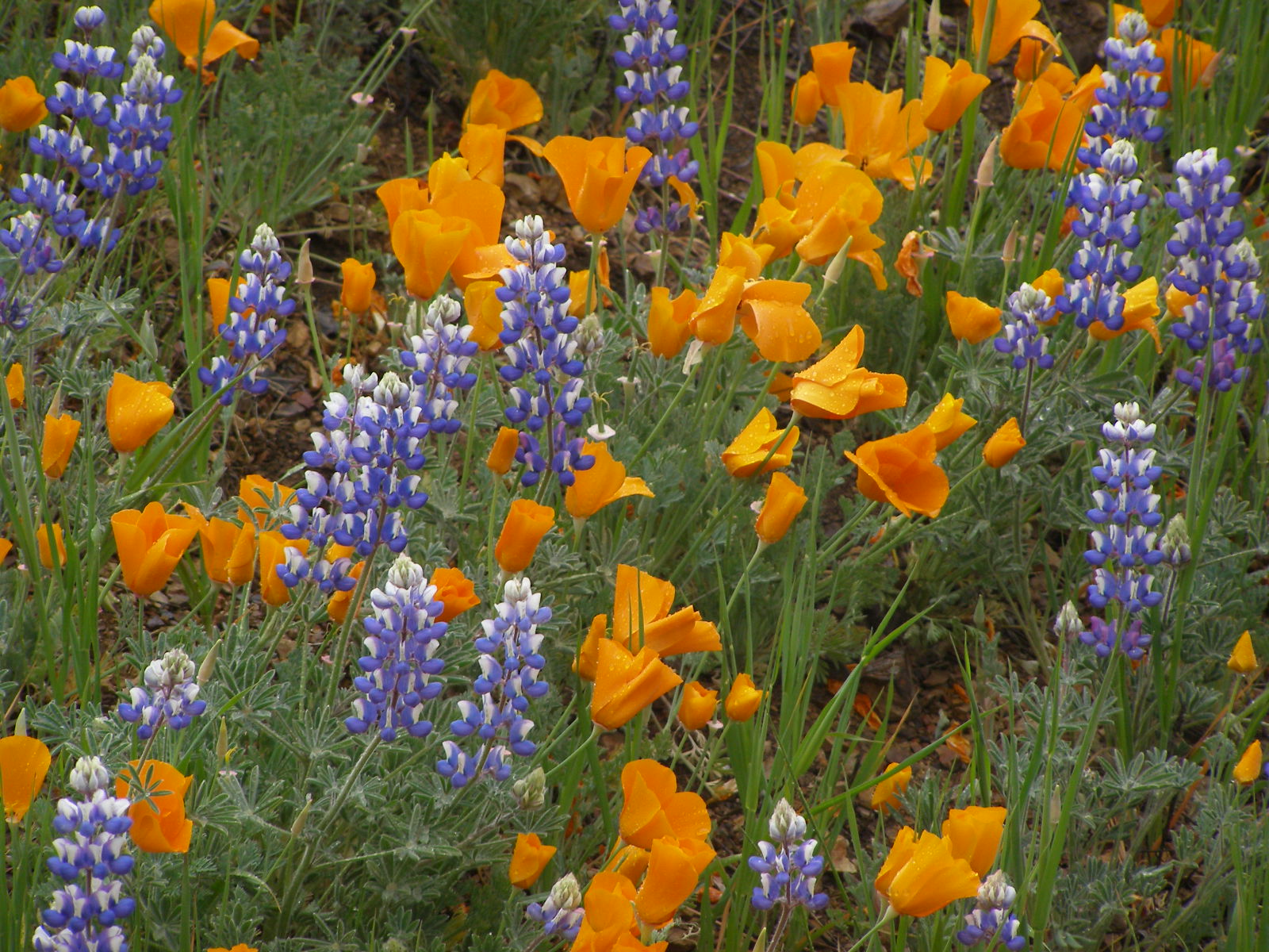 Lupines And Poppies Figueroa Mountain LGaspar