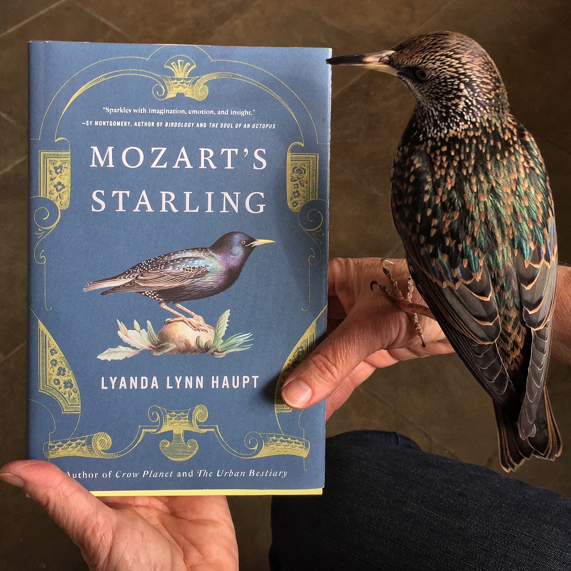 Mozarts Starling Bookcover