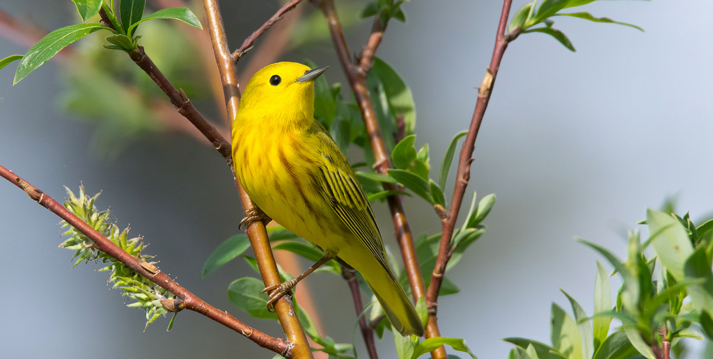Yellow Warbler By Keith Williams Wiki Media Free License