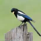 Yellow Billed Magpie By Lee Jaffee E1578200972903
